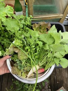 Salat aus Balkongarten