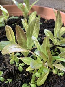 Teufelsohr Salat Setzlinge