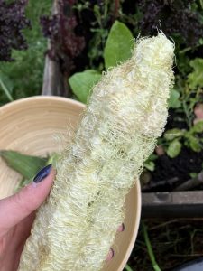 Deutlich erkennbar die Schwamm Struktur.