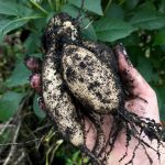 essbare Dahlien Wurzeln