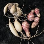 Wurzeln von Dahlie und Topinambur.