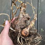 Über den Sommer hat sich eine Tochterzwiebel gebildet.