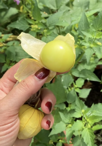 Runde, fruchtige Tomatillo