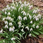 Schneeglöckchen Horst