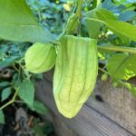 Die grünen Kelchblätter der Tomatillo Queen.