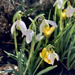 Schneeglöckchen, von der Sonne geküsst