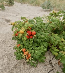 Kartoffelrose ams Strand