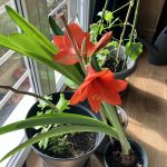 Die übersommerte Amatyllis blüht.