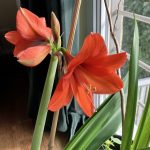 Amaryllis Blüte