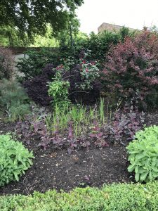 Rote Gartenmelde und Lilie vor Perückenstrauch.