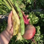 Hilda und Neckarkönigin Stangenbohnen Ernte.