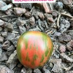 Tomate Black Vernissage