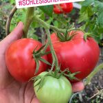Tomate Schlesische Himbeere