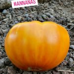 Tomate Gelbe Ananas