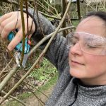 Rückschnitt der Weide im Garten.