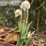 gefülltes Schneeglöckchen