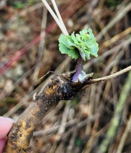 Akelei Wurzel im Februar.