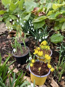 Nur als Topfware eingepflanzt.