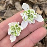 gefülltes Schneeglöckchen