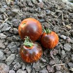 Keine Ahnung welche Sorte - Kreuzung?