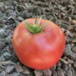 Meine Tomaten Queen dieses Jahr: Zhenfen Short