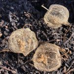 Skelettierte Lampion,