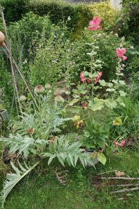 Artischocke und Stockrose.