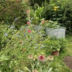 Blühende Zichorie im Garten.