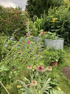 Blühende Zichorie im Garten.