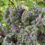 Roter Grünkohl - oder eher Blauer.