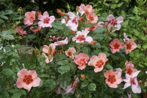 Rose "For your Eyes Only" im Vorgarten Ende Juni