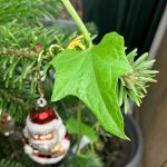 Chayote klettert am Weihnachtsbaum hoch.
