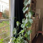 Chayote Pflanze März