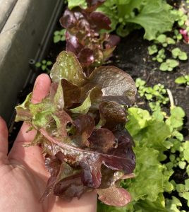 Eichblattsalat aus dem Balkongarten.