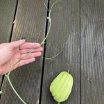 Chayote mit Austrieb nach 3 Wochen.