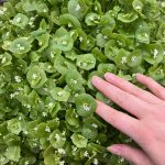 Der Portulak blüht.