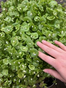 Der Portulak blüht.