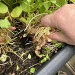 Der Portulak wird entfernt.