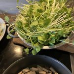 Portulak in der Küche.