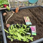 Aussaat im Balkon Hochbeet.