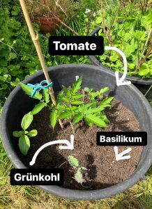 Mischkultur ToBaKo: Tomate, Basilikum und Blattkohl.