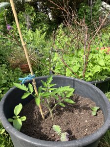 Die Pflanzung im Mai.