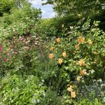 Rosenhecken, umrahmt von Wildblumen.