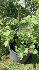 Nach knappl 4 Wochen, im Juni.