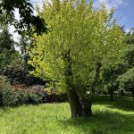 Rewilding Woodland Garden