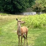 Hampton Cort Park Reh