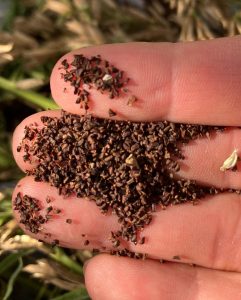 Samen der Nachtkerze Vogelfutter