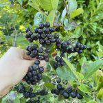 Aronia Apfelbeere