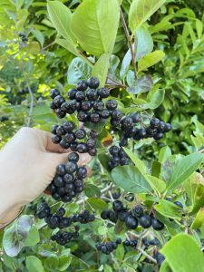 Aronia Apfelbeere