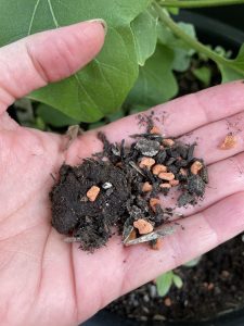 Beste Erde für den Balkongarten - Hitze resistente Pflanzerde mit Blähton